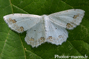 Scopula ornata