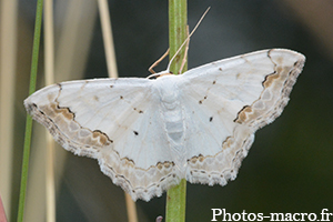 Scopula ornata