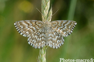 Scopula tessellaria