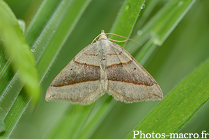 Scotopteryx mucronata