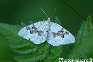 Xanthorhoe montanata