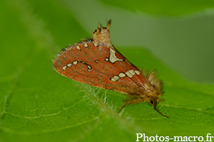 Phymatopus hecta