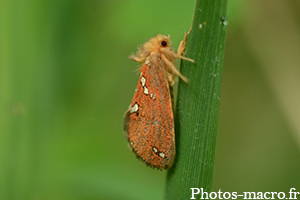 Phymatopus hecta