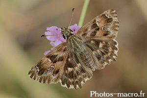 Carcharodus alceae