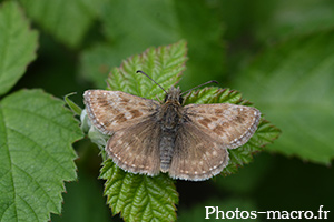 Erynnis tages