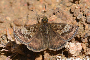 Erynnis tages