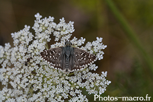 Pyrgus malvae