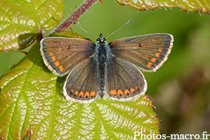 Aricia artaxerxes