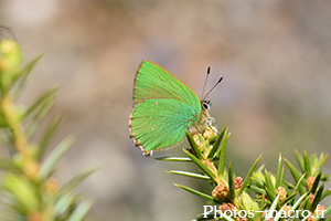 Callophrys rubi