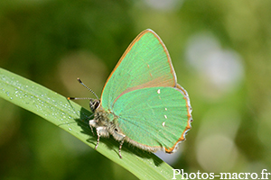 Callophrys rubi