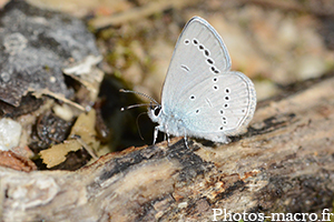 Cupido minimus