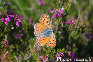 Lycaena dispar