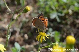 Lycaena phlaeas