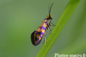 Micropterix tunbergella