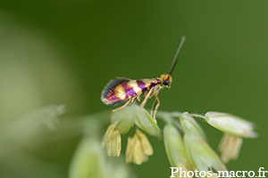 Micropterix tunbergella