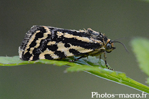 Acontia (Emmelia) trabealis