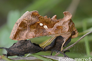 Chrysodeixis chalcites