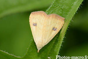 Rivula sericealis