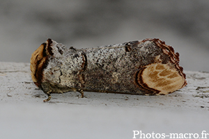 Phalera bucephala