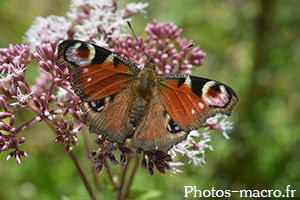 Aglais io