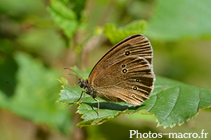 Aphantopus hyperantus