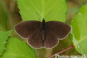 Aphantopus hyperantus