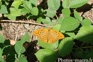 Argynnis paphia