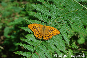 Argynnis paphia