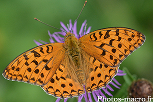 Argynnis aglaja