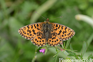 Argynnis niobe