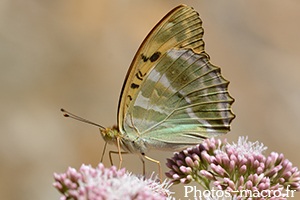 Argynnis papahia