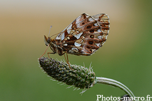 Boloria dia