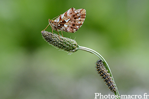 Boloria dia