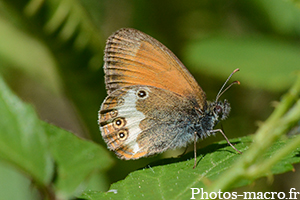 Coenonympha darwiniana