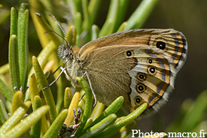 Coenonympha dorus