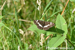 Limenitis camilla