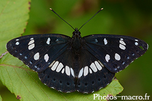 Limenitis reducta