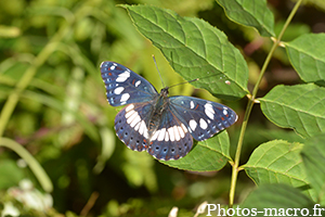 Limenitis reducta