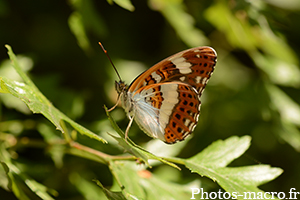 Limenitis reducta