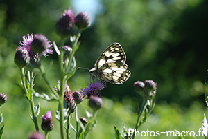 Melanargia galathea serena