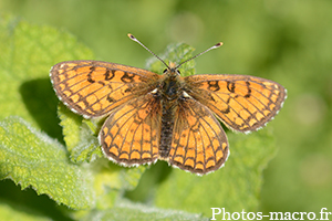 Melitaea athalia