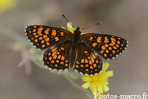 Melitaea athalia