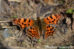 Polygonia c-album