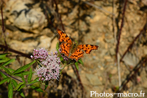 Polygonia c-album