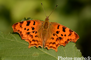 Polygonia c-album