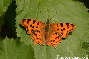 Polygonia c-album