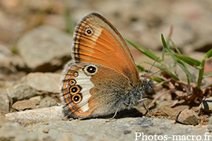 Coenonympha arcania