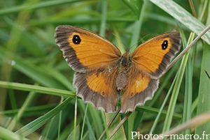 Pyronia tithonus paratransiens