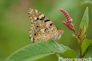 Vanessa cardui