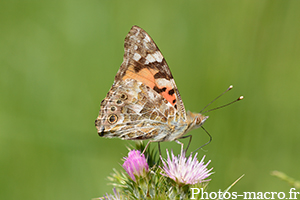 Vanessa cardui